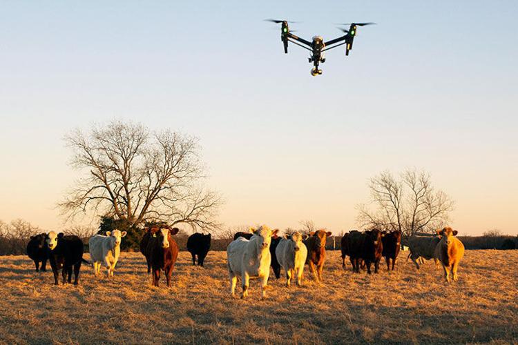 Ứng dụng của máy bay không người lái trong nông nghiệp drone duoc ung dung de dem so vat nuoi DRONE1 Forum máy bay không người lái được ứng dụng để hỗ trợ theo dõi, đếm số lượng vật nuôi