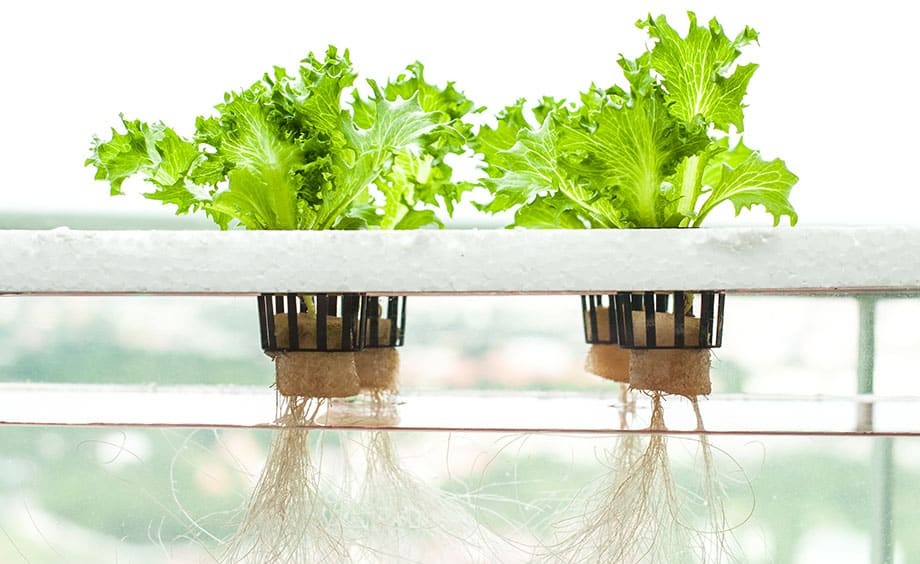 Tìm hiểu 6 mô hình nông nghiệp xanh phổ biến mo hinh thuy canh Hydroponics DRONE1 Forum Trồng rau sạch với mô hình thủy canh Hydroponics hiện đại